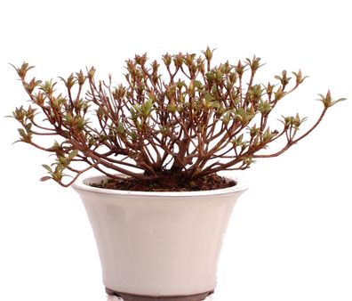 Bonsai - Jap. Satsuki Azalee , Rhododendron indicum 226/41
