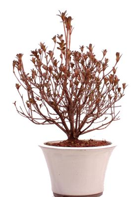 Bonsai - Jap. Satsuki Azalee , Rhododendron indicum 226/43