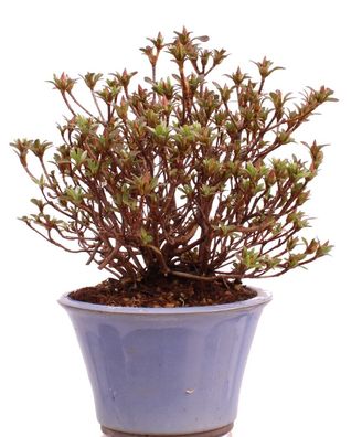 Bonsai - Jap. Satsuki Azalee , Rhododendron indicum 226/44