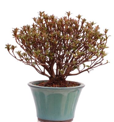 Bonsai - Jap. Satsuki Azalee , Rhododendron indicum 226/42