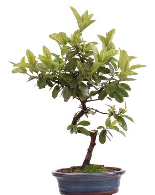 Bonsai - Pyracantha spec., Feuerdorn 206/05