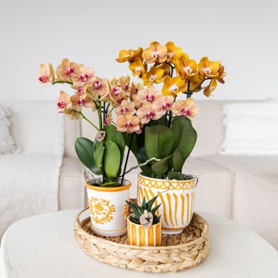 Geschenkset | Pflanzenset mit 2 orangefarbenen Phalaenopsis-Orchideen und Sukkulen