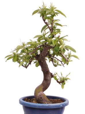 Bonsai - Pseudocydonia sinensis, Holzquitte 226/29