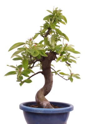 Bonsai - Pseudocydonia sinensis, Holzquitte 226/30