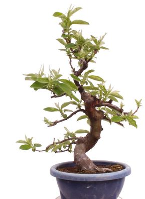 Bonsai - Pseudocydonia sinensis, Holzquitte 226/31