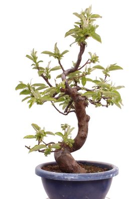 Bonsai - Pseudocydonia sinensis, Holzquitte 226/32