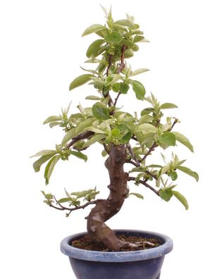 Bonsai - Pseudocydonia sinensis, Holzquitte 226/34