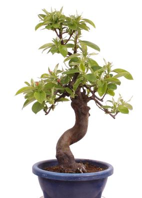 Bonsai - Pseudocydonia sinensis, Holzquitte 226/33