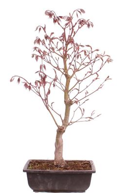 Bonsai - Acer palmatum 'Beni-kagami', Roter Fächerahorn aus Japan 226/01