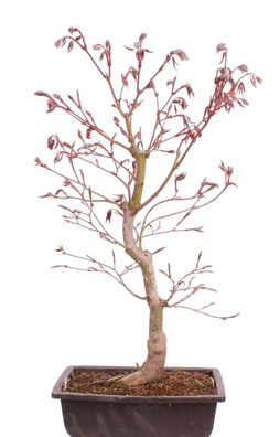 Bonsai - Acer palmatum 'Beni-kagami', Roter Fächerahorn aus Japan 226/02