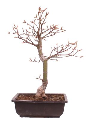 Bonsai - Acer palmatum 'Osakazuki', Japanischer Fächerahorn aus Japan 226/13
