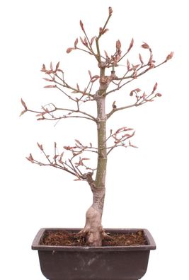 Bonsai - Acer palmatum 'Osakazuki', Japanischer Fächerahorn aus Japan 226/14