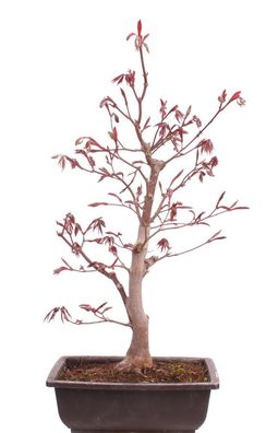 Bonsai - Acer palmatum 'Shojo-Nomura', Roter Fächerahorn aus Japan 226/15