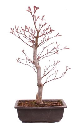 Bonsai - Acer palmatum 'Shojo-Nomura', Roter Fächerahorn aus Japan 226/16