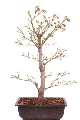Bonsai - Acer palmatum 'Yugure', Roter Fächerahorn aus Japan 226/18