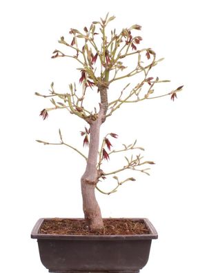 Bonsai - Acer palmatum 'Yugure', Roter Fächerahorn aus Japan 226/17