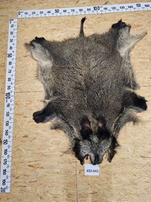 Wildschwein Fell XL Natur Unikat 452-043