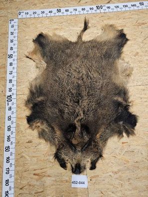 Wildschwein Fell XL Natur Unikat 452-044