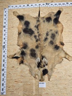 Wildschwein Fell XL Natur Unikat 452-045