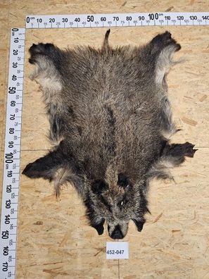 Wildschwein Fell XL Natur Unikat 452-047