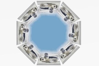 Regenschirm Robben Automatikschirm Stockschirm Schirm Seehunde Tiere Tier Robbe Meer