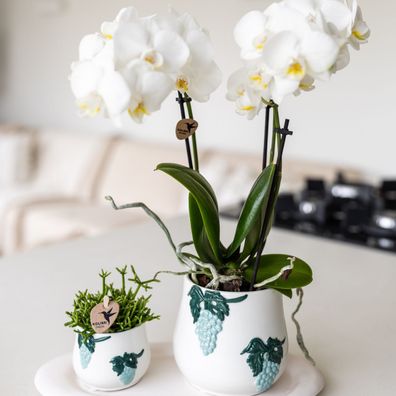 Set aus weißer Orchidee und Sukkulente im blauen Grape-Übertopf auf weißem Tabl