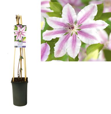 Clematis 'Nelly Moser' - Kletterpflanze - Ø17cm - 65-75cm - Gartenpflanze