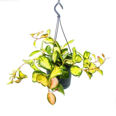 Zimmerpflanze zum Hängen Hoya carnosa "Lisa" buntblättrige Porzellanblume Wachsblu