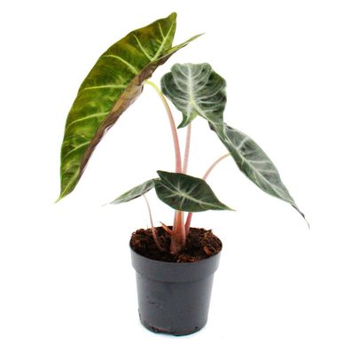 Alocasia baginda Pink Dragon - Tropenwurz - Alokasie - Pfeilblatt - 14cm Topf