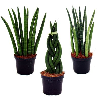 Sansevieria cylindrica - Pfiffiges 3er Set im 9cm Topf - Bogenhanf, Schwiegermutte