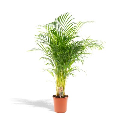 Areca Palme - Ø24cm - 120-130cm - Zimmerpflanze - Immergrün