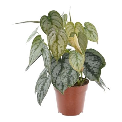 Philodendron Brandtianum - Ø12cm - 25-30cm - Zimmerpflanze - Immergrün