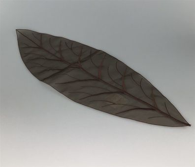 Sander Dressing T. Blatt 100% Polyester 50cm