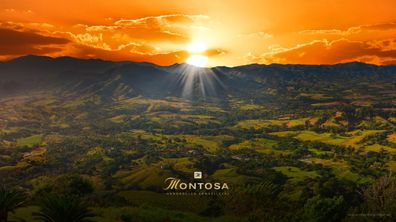 Montosa Amarillo