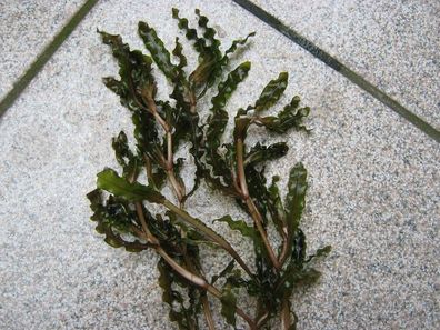 Krauses Laichkraut, Potamogeton crispus - Teichpflanze Wasserpflanze