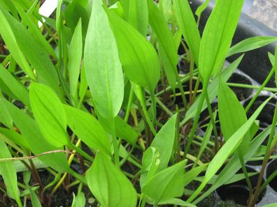 Alisma lanceolatum - Lanzettlicher Froschlöffel - Teichpflanze Sumpfpflanze