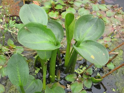 Alisma subcordatum - Amerikanischer Froschlöffel - Teichpflanze Sumpfpflanze
