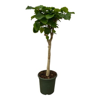 Ficus Umbellata Stamm - Ø33cm - 120-130cm - Zimmerpflanze - Immergrün