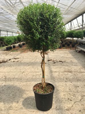 Myrtus communis Echte Myrte kaufen Mediterrane Duftpflanze für Garten & Balkon