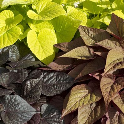 Süßkartoffel Beet- und Balkonpflanze Ipomoea batatas 12cm verschiedene Blattfarben