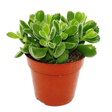 Cotyledon tomentosa "Green Footprint" Grüne Fußspuren Bärentatzen-Pflanze Sukkulen
