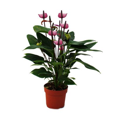 Flamingoblume "Lila Fiorino" violett Anthurium andreanum 12cm