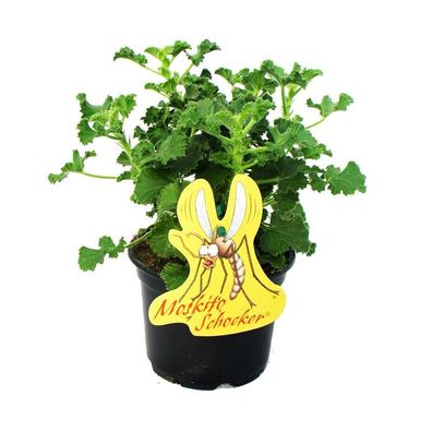 Moskito-Schocker - Duftgeranie - Pelargonium crispum - Ideal zum vertreiben von