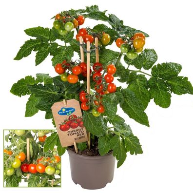 Kirschtomate Cherrytomate Pflanze mit vielen Früchten für Balkon und Garten 14cm