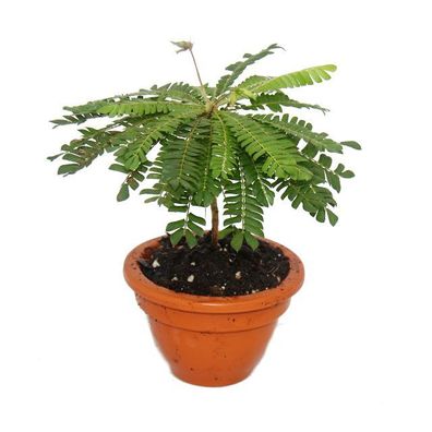 2er Set Biophytum sensitivum - Südseepalme - 9cm Tontopf