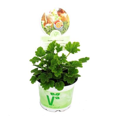 Duftgeranie "Orange" - Pelargonia odorata Hybr