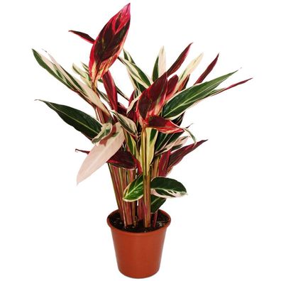 XXL-Schattenpflanze Calathea insigne "Triostar" Stromanthe sanguinea 19cm Topf