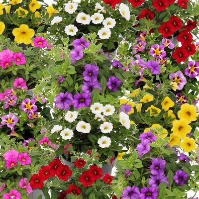 Zauberglöckchen Minihängepetunie Calibrachoa verschiedene Farben 12cm Topf Set
