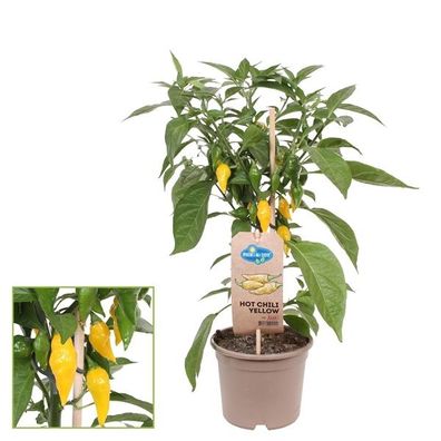 Chili-Pflanze - scharf - Peperoni - Pfefferstrauch für Balkon und Garten - 14cm