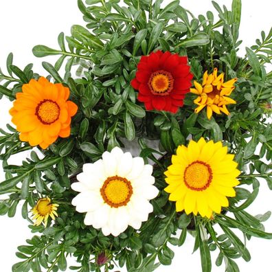 Mittagsgold - Gazania "Big Kisses" - verschiedene Farben - 12cm Topf - Set mit 3